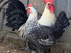 寵物雞養成指南：從新手到行家的溫馨陪伴之路